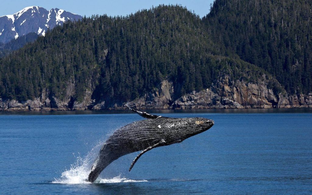 A whale leaping in the coast of Vancouver Island